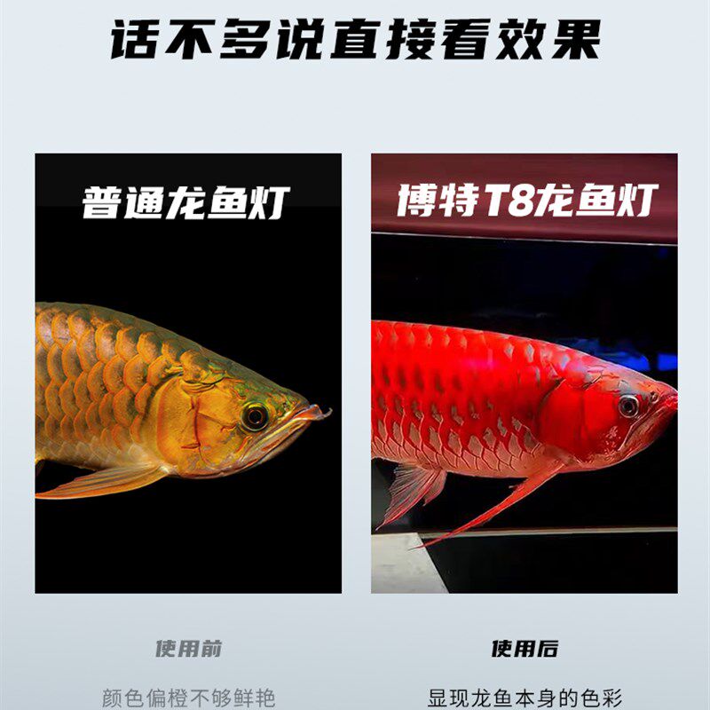 龙鱼灯专用LED灯管 T8神灯系列三基色增艳照明器材