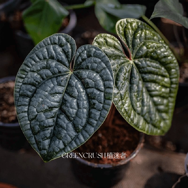 奢华花烛盆栽观叶绿植客厅阳台热带植物热植一物一拍植迷者