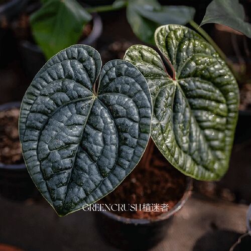 奢华花烛盆栽观叶绿植客厅阳台热带植物热植一物一拍植迷者
