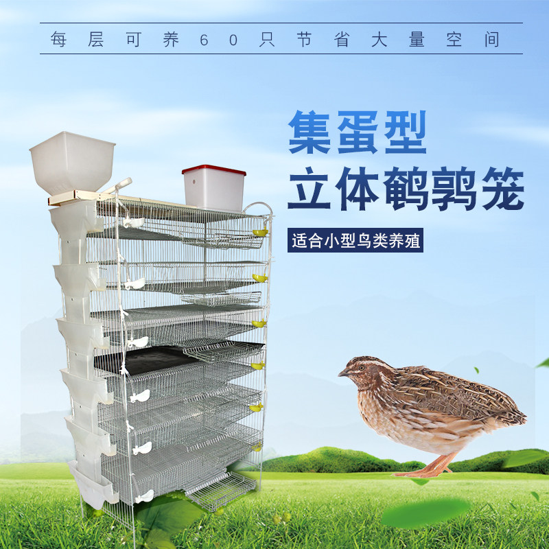 志昂集蛋H型立体式自动6层鹌鹑笼养殖笼和自动喂料槽单双口料盒
