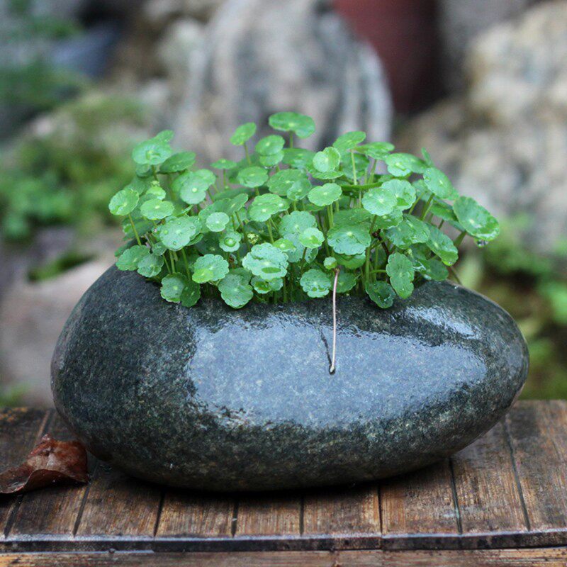 天然石头花盆花器绿萝菖蒲桌面盆景 铜钱草水培无孔 多肉植物盆