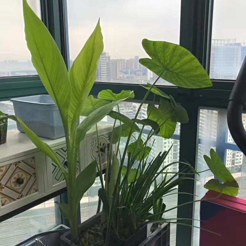 鱼池龟池净化水质植物沼泽过滤挺水植物龟缸净化水质水生水草植物图片