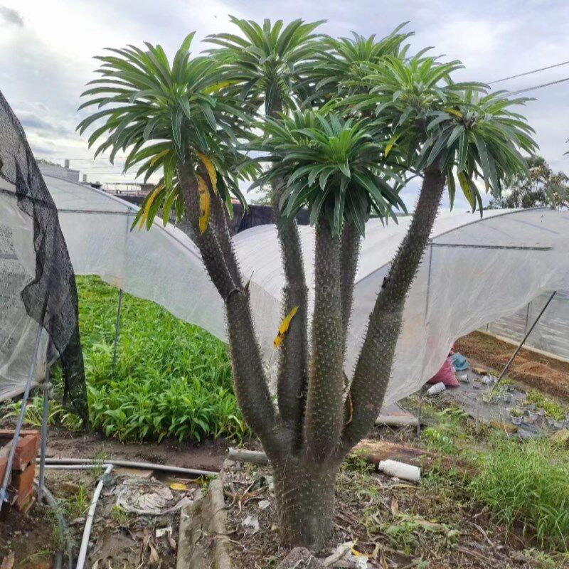 造型非州霸王树开花盆栽耐旱沙生植物阳台庭院别墅花园造景大绿植