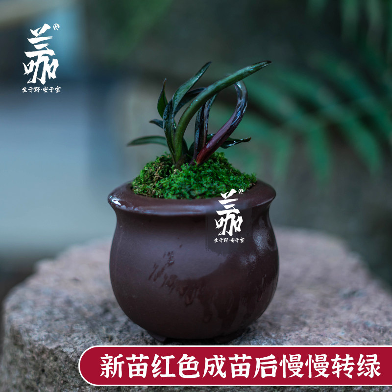 珍袖名贵迷你矮种建兰红草行龙奇叶四季兰花名贵送礼植物精品盆栽