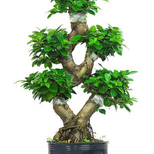 金钱榕盆栽绿植花卉大8字老桩造型s弯摇钱树植物小叶人参榕树盆景
