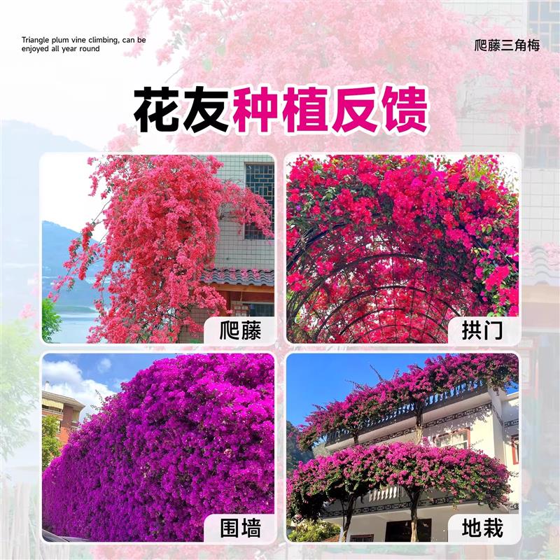 爬藤三角梅盆栽绿樱漳红樱老桩带花苞发货庭院花卉绿植物四季常青