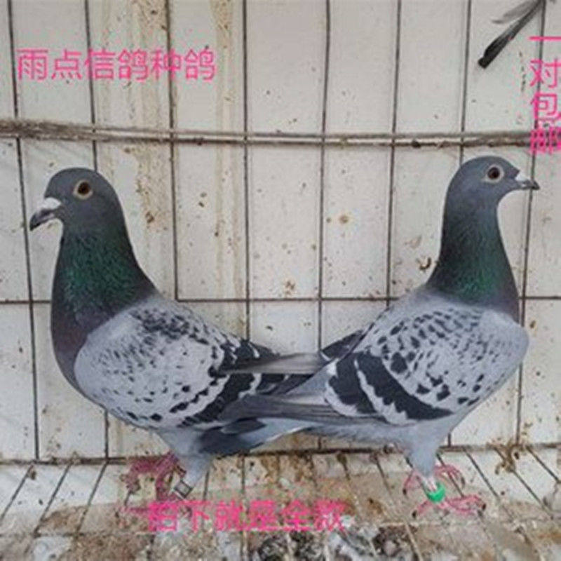 鸽子活体信鸽赛鸽天落鸟黑色信鸽火凤凰大红袍麒麟花纯白信鸽包邮