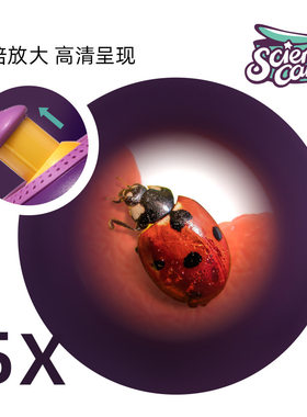 小鱼缸儿童创意小型桌面迷你塑料小金鱼小宠物活物饲养观察乌龟缸