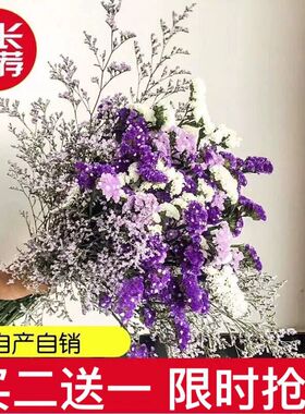 云南鲜花干花勿忘我情人草组合花束客厅卧室装饰插花家居摆设毕业