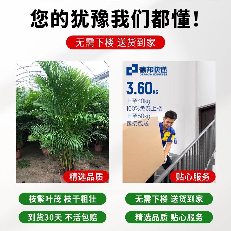 散尾葵大型盆栽北欧网红凤尾竹室内客厅落地氛围造型绿植好养盆景