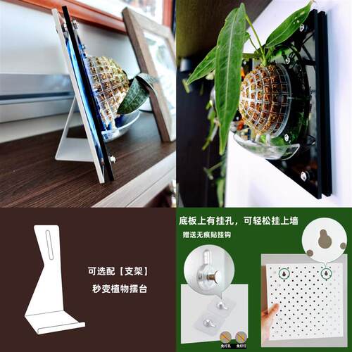 [小套]蝴蝶兰鹿角蕨板植球兰上墙上板挂板花盆自吸水亚克力种植板