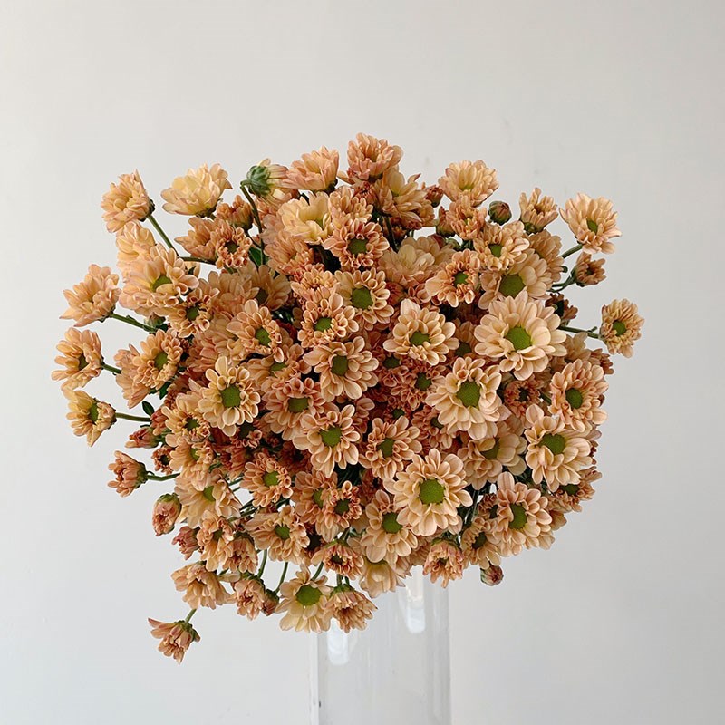 云南优质精品清新小雏菊鲜花花束花期长多色家庭办公插花水养礼物