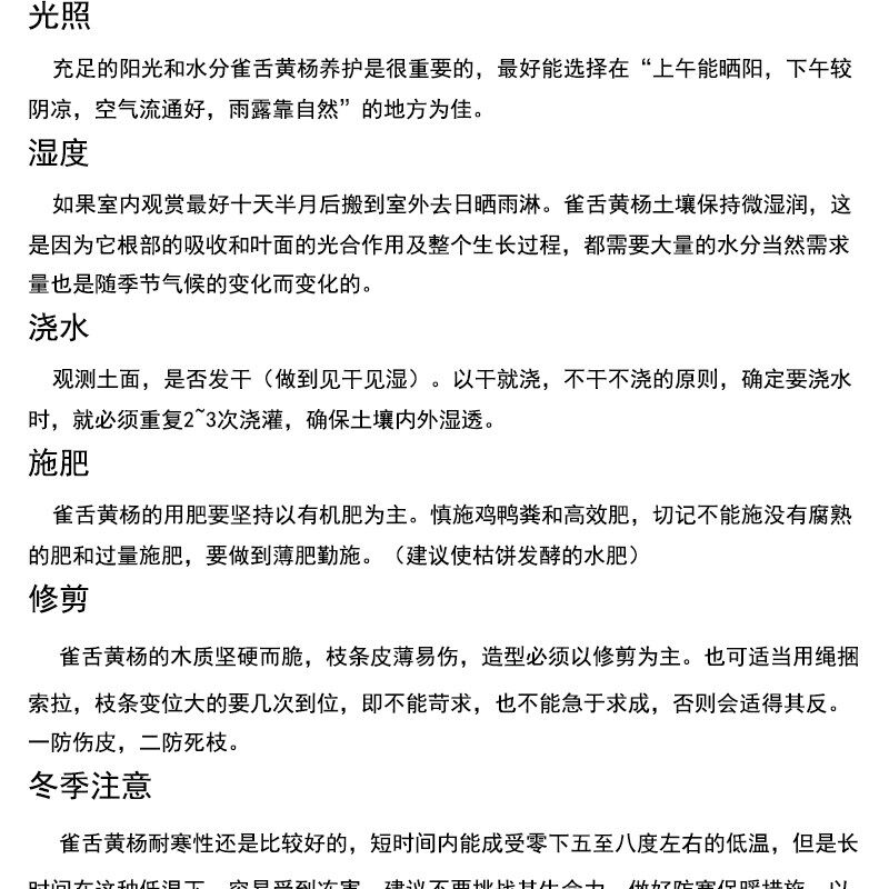 岭南盆景小叶皱皮雀舌黄杨盆景老桩迎客造型室内四季常青绿植盆栽