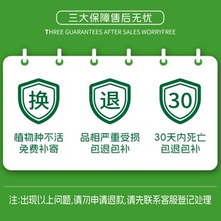 多头龙竹粗壮转运竹富贵竹水养带根室内客厅植物盆栽节节高文昌竹