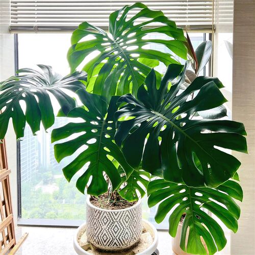 龟背竹客厅大盆栽大叶老桩绿植室内大型植物落地大号禄植四季好养
