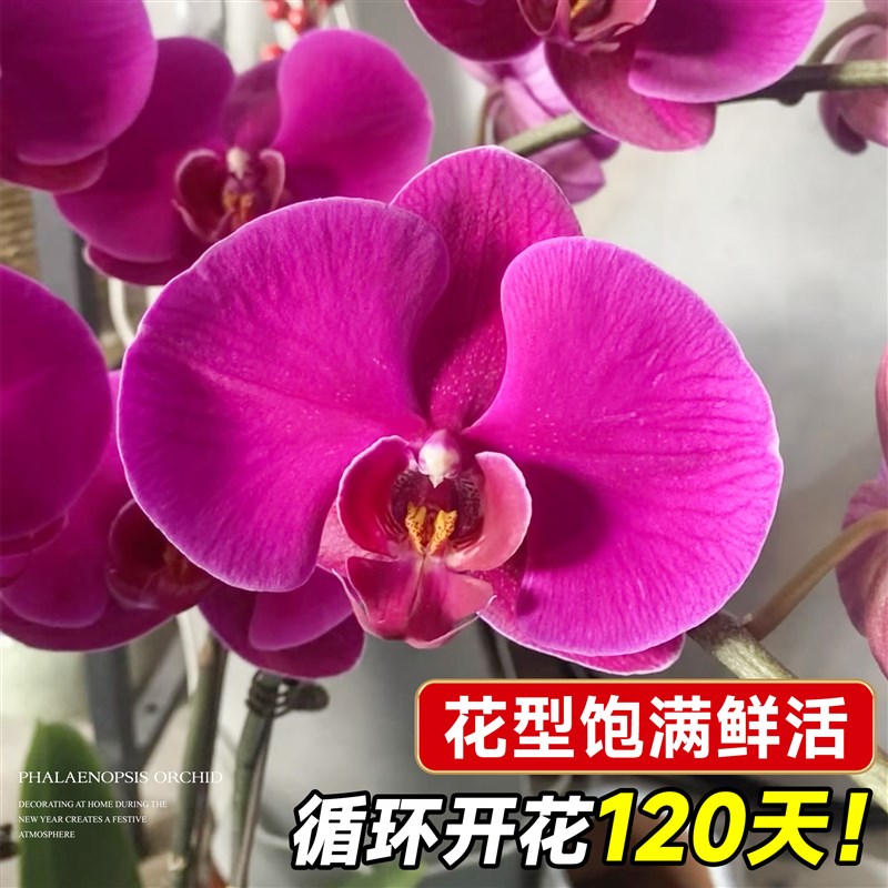 蝴蝶兰盆栽带花苞花剑大花苗精品名贵兰花卉植物室内客厅四季好养