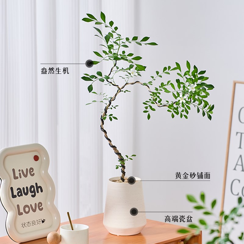 好事成双九里香盆栽室内客厅工位绿植好养活四季开花懒人花卉植物