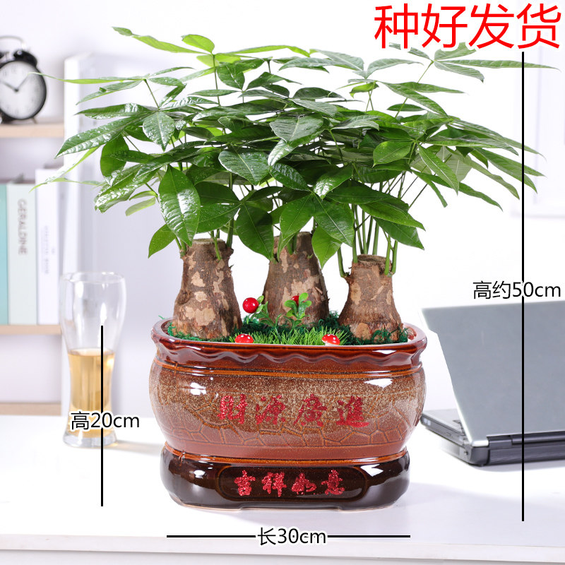 无锡发财树盆栽室内净化空气植物开业送礼前台办公桌面招财树盆景