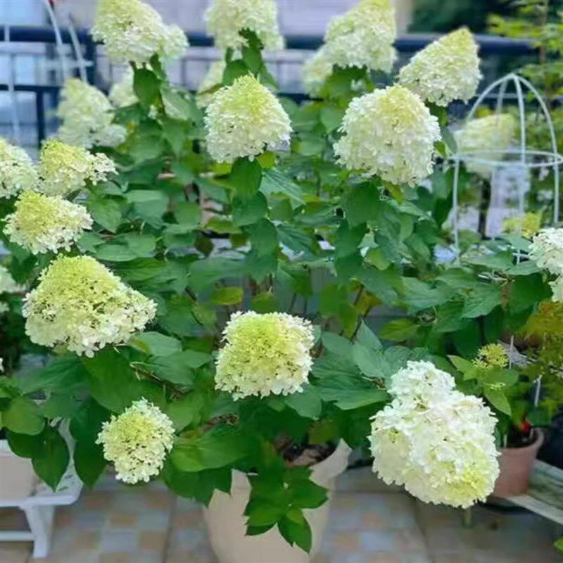 圆锥绣球香草草莓花苗带花苞四季花卉阳台庭院木绣球石灰灯绣球花