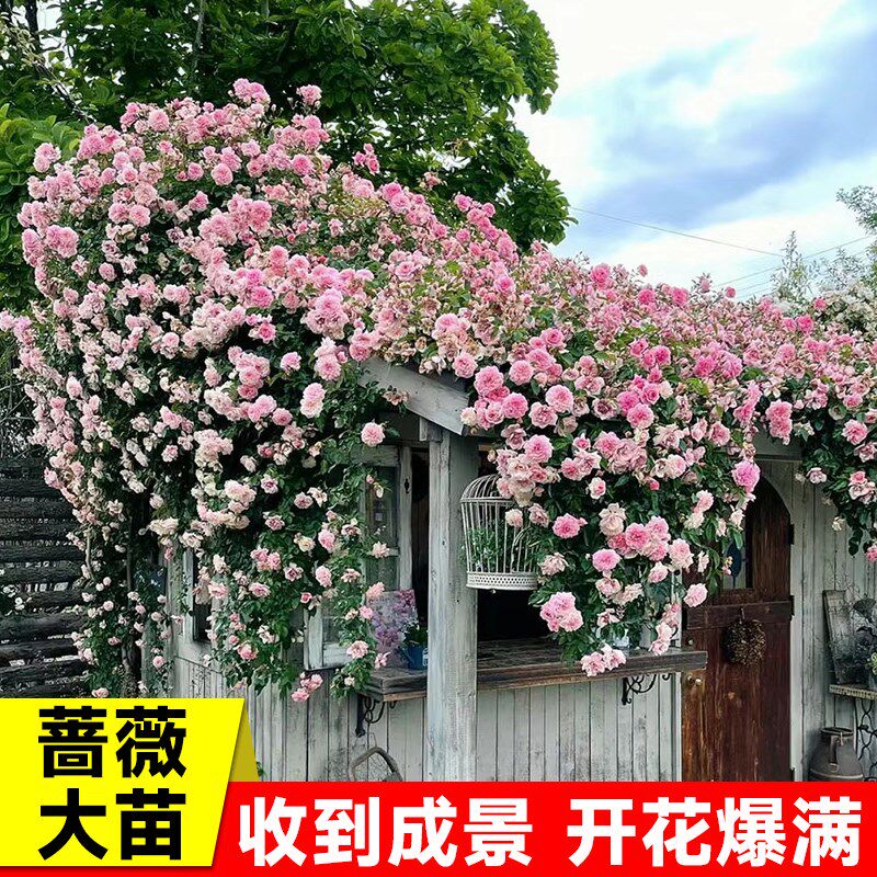 藤本月季蔷薇花苗爬藤四季开花母系大苗别墅庭院爬墙爬藤盆栽花卉
