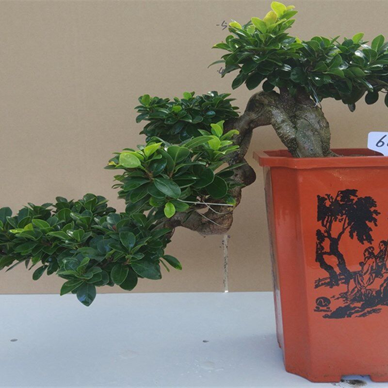 大型绿植迎客悬崖式盆栽 室内小叶榕树盆景老桩 四季常青客厅摆件