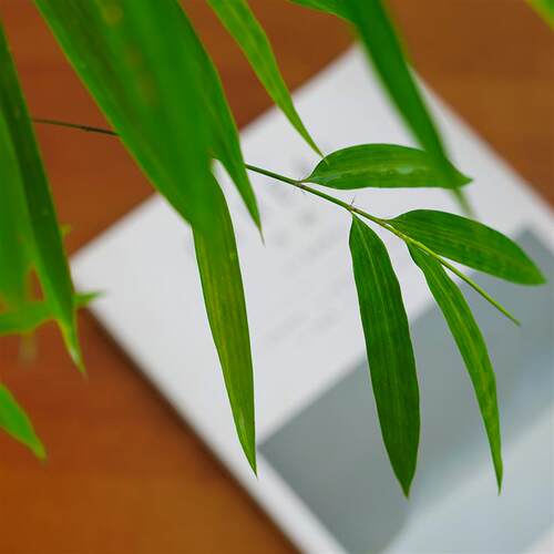 内门竹盆栽室内客厅桌面精品植物好养活四季常绿情绪花卉绿植盆景