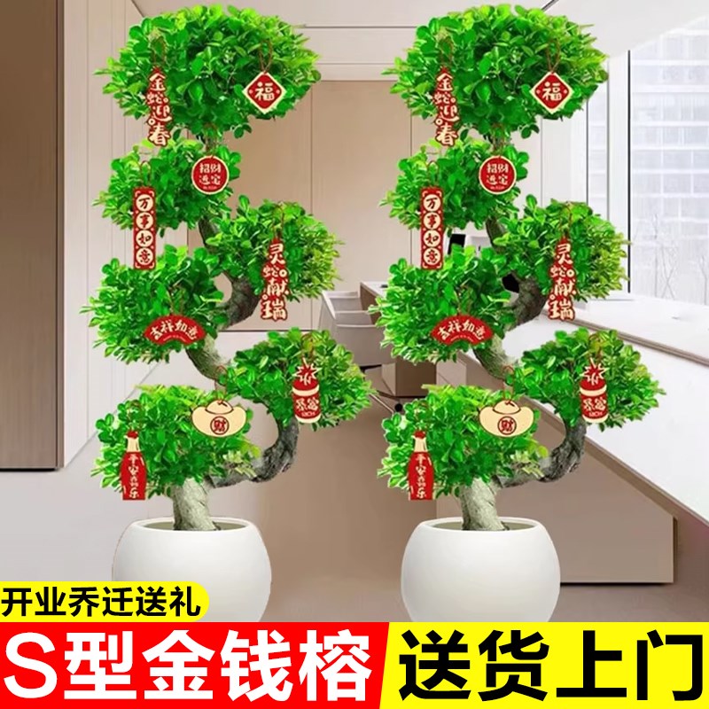 金钱榕树盆栽办公室内大型植物招财摇钱树客厅发财树盆景乔迁送礼