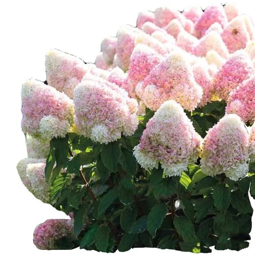 超耐寒圆锥绣球花苗室外木本花卉盆栽别墅庭院花镜植物耐热石灰灯
