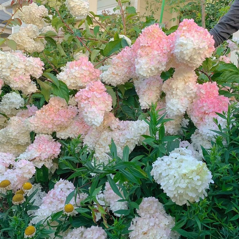 圆锥绣球棒棒糖香草草莓石灰灯木绣球盆栽地栽耐寒耐热庭院植物
