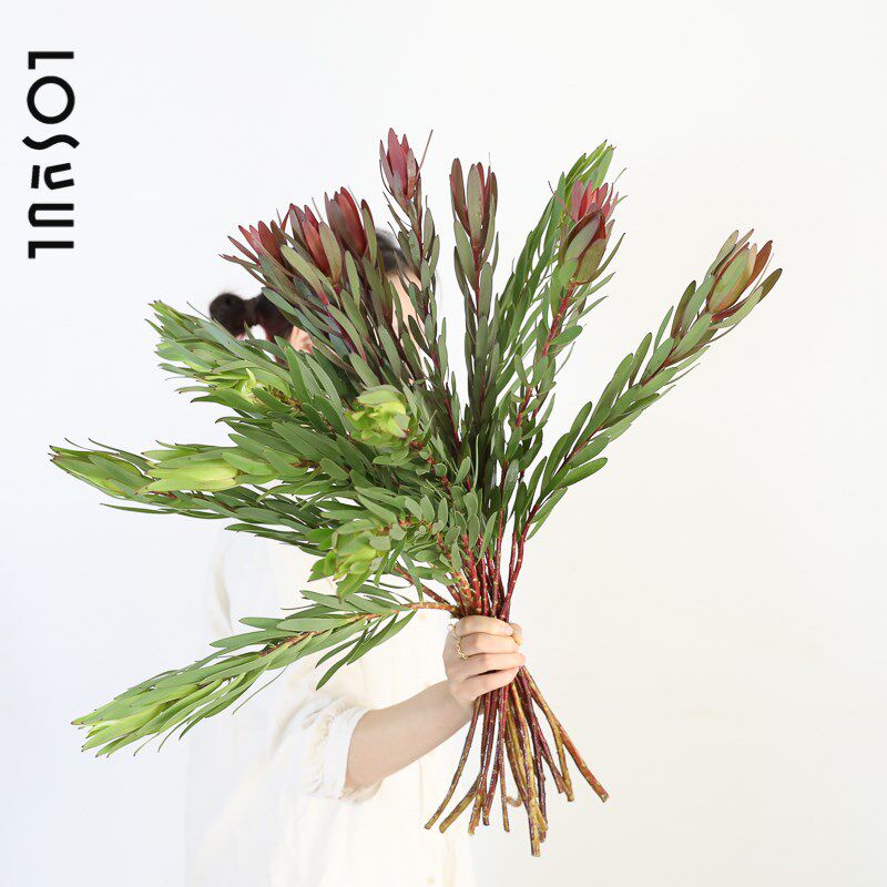 木百合鲜花观赏室内水培鲜切水养植物小众ins花水培一周一花顺丰
