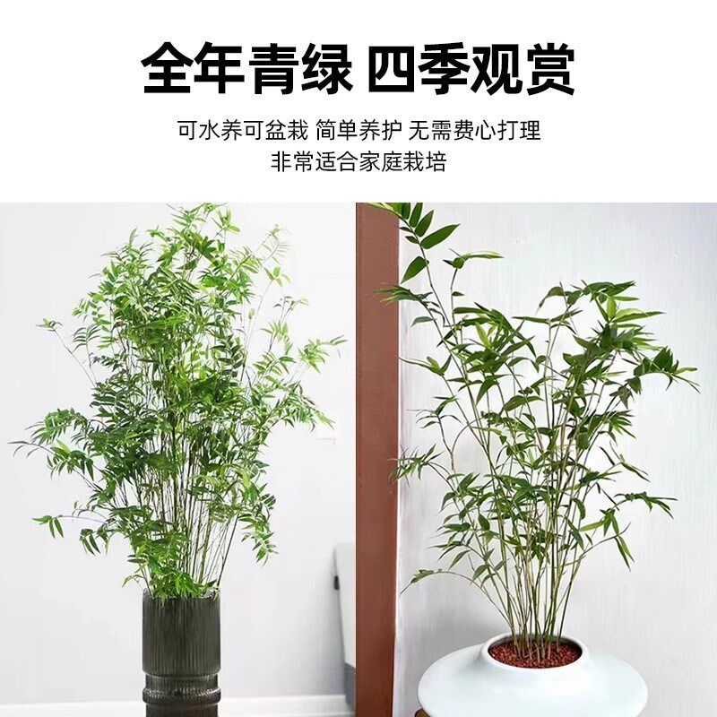 水培米竹植物室内盆栽南天竹盆景富贵竹绿植带根水生竹子花卉好养