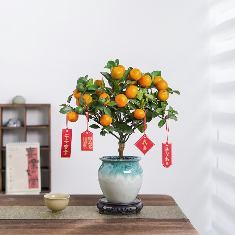 四季金桔盆栽可食用带果橘子树苗客厅室内外驱蚊花卉绿植物好养活