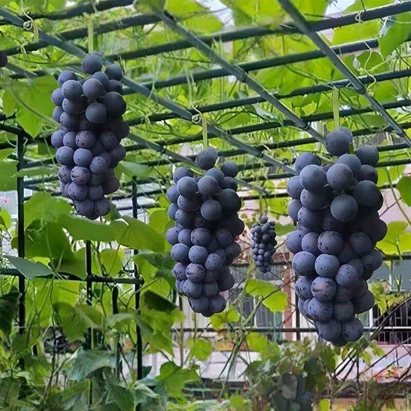葡萄爬藤架瓜果植物花架室外蔬果架瓜架支撑杆立柱式牵引架遮阳