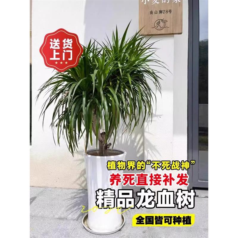 龙血树客厅盆栽绿植室内大型好养多头龙须树龙铁树苗花卉盆景植物