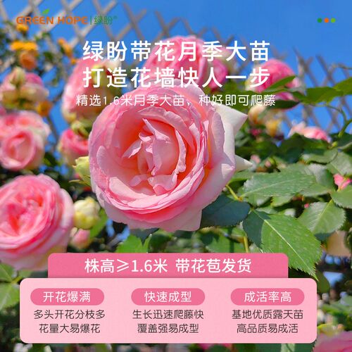 月季花苗四季开花带花苞盆栽特大花蔷薇爬藤植物玫瑰阳台庭院花卉