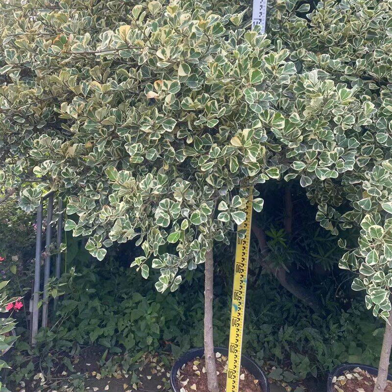 心叶榕大盆栽锦叶三角榕绿植牛奶爱心榕阳台庭院花园别墅露台植物
