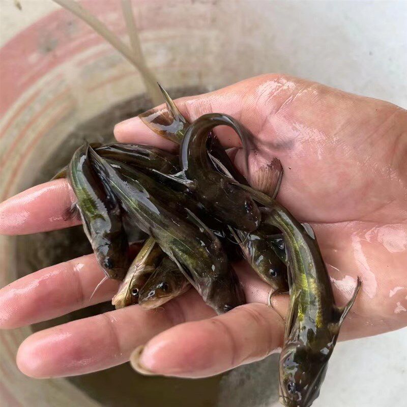 四川本地黄骨鱼苗黄辣丁汪丁鱼刺公昂刺鱼苗淡水养殖食用黄颡鱼苗