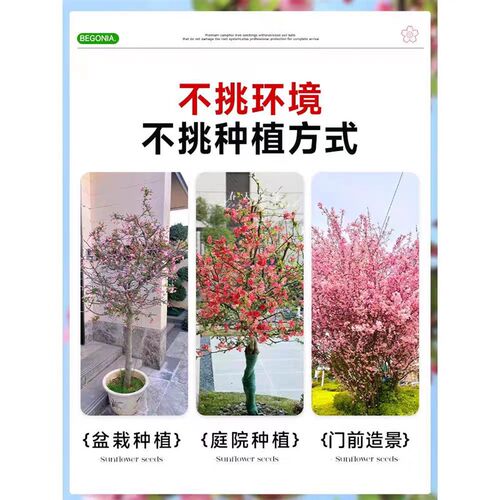 西府海棠树苗海棠树苗垂丝海棠花树苗盆栽室外庭院风景树地栽植物
