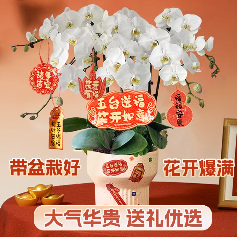 精品蝴蝶兰盆栽商务开业乔迁成品带真花卉鲜花速递全国客厅年宵花