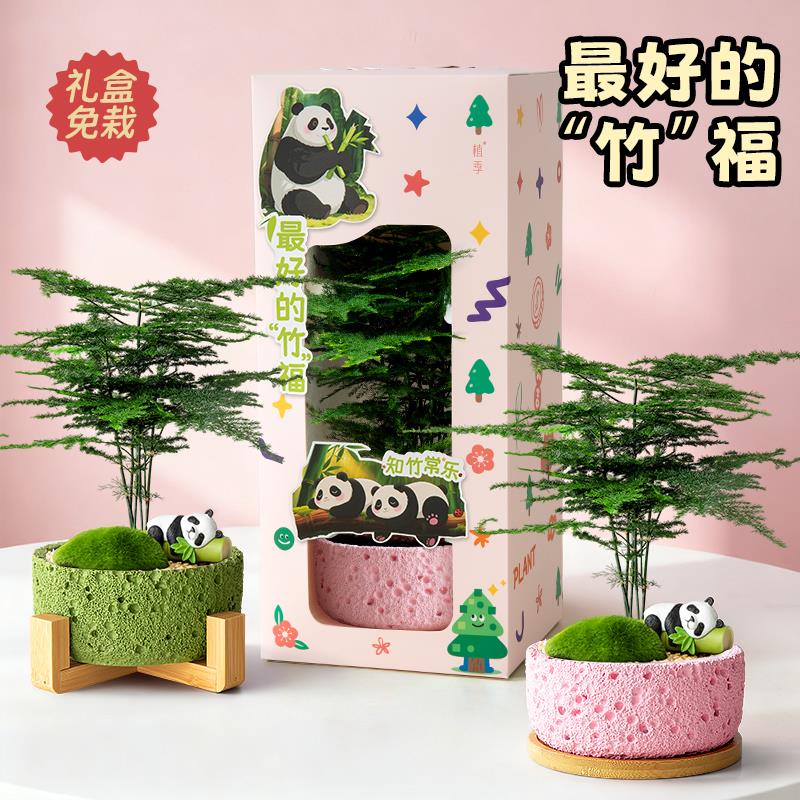 文竹盆栽室内植物办公室绿植云竹客厅桌面好养活盆景创意礼物四季