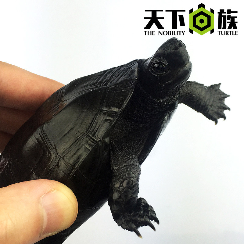 墨龟纯种全黑顶墨特大乌龟活物中华墨龟苗宠物龟公草龟檀香龟种龟