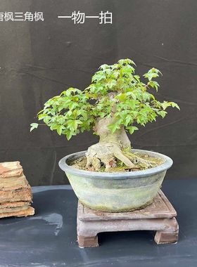 矮霸盆景树桩唐枫盆栽微型红枫植物茶台办公桌三角枫盆景阳台