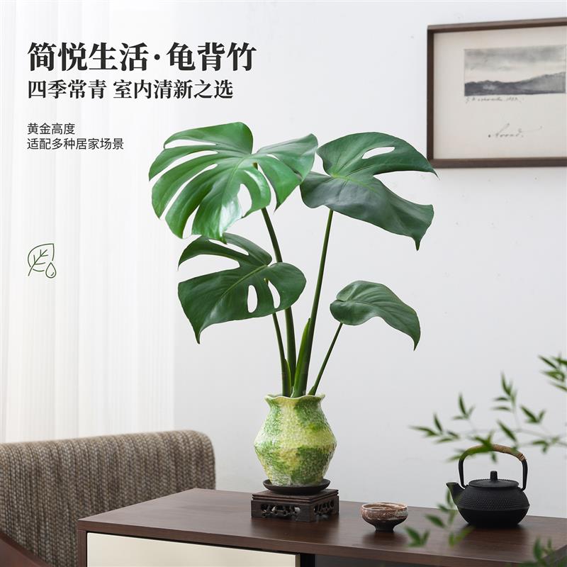 龟背竹水培盆栽桌面绿植室内净化空气适合新手小白四季常青好养活图片