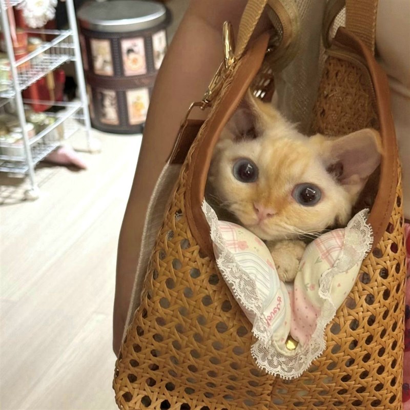 是野餐风格的猫包春夏都太适合啦很轻单肩背不会溜肩手提宠物包