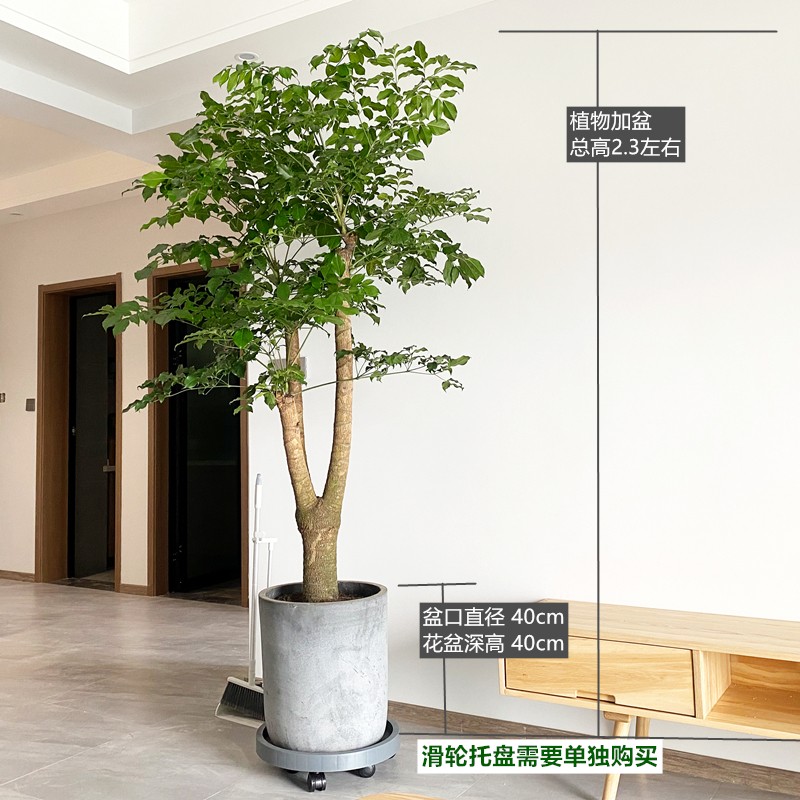 大型幸福树盆栽观叶植物室内盆景防辐射净化空气吸甲醛