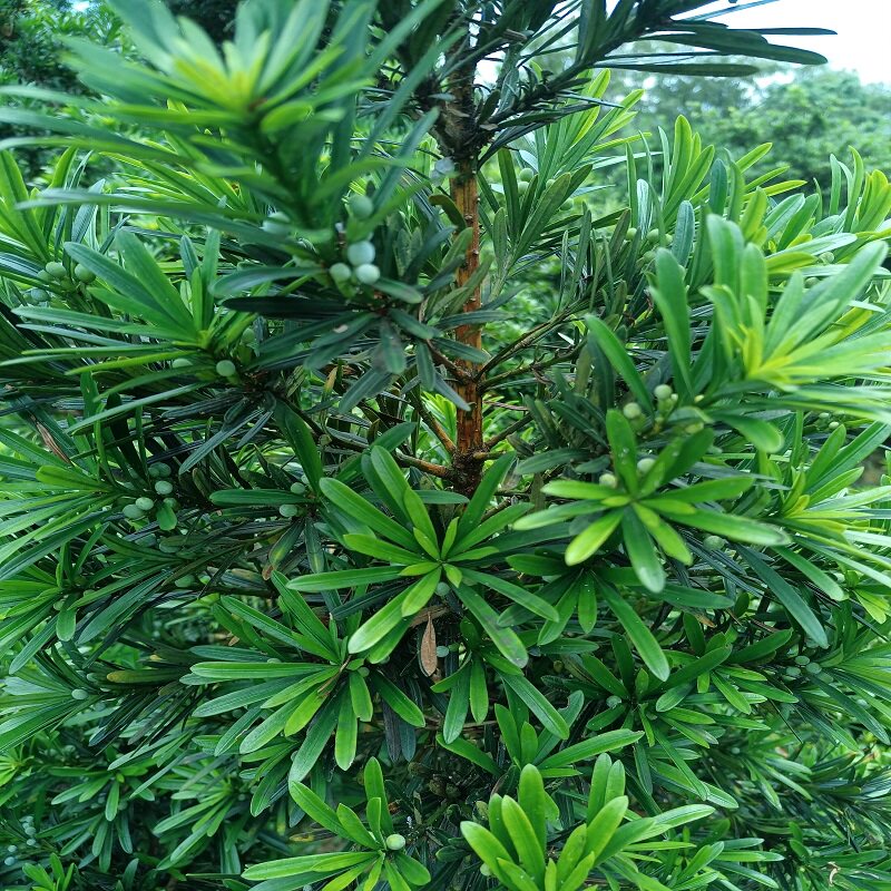 正宗雀舌罗汉松树苗盆景庭院种植盆栽迎客松四季常青大型植物绿植