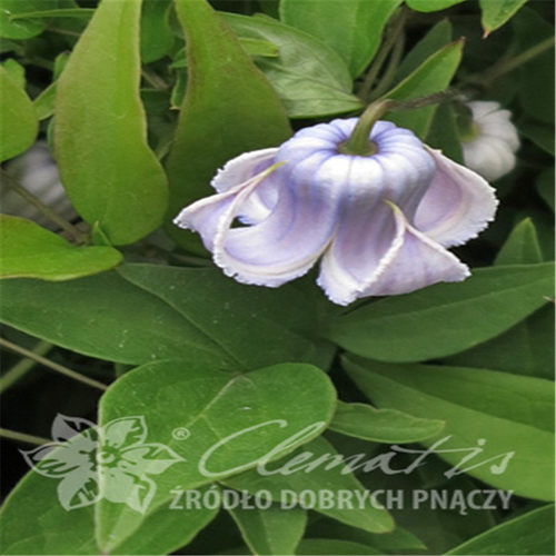 黄姐园艺铁线莲 玉 克里斯天使 残月 草莓吻 铃铛 胭脂扣丰花易养