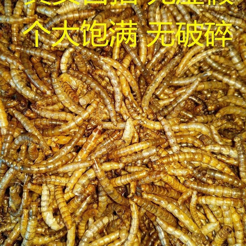 黄粉虫干面包虫干仓鼠零食金丝熊变色龙刺猬粮食画眉八哥食5千克