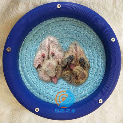塑料鸽子窝孵蛋专用信鸽孵化巢窝鸽窝垫四季通用斑鸠窝鸟窝鹦鹉窝