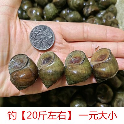 脆螺钓鱼饵料鱼饵黑鲩螺蛳青挂钩薄壳小号田螺钓鱼脆螺青鱼鱼饵螺